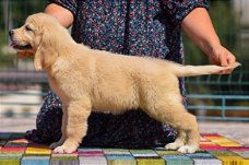 Beschikbare Golden Retriever-puppy's voor adoptie