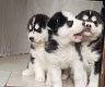 AKC Siberische Husky mannelijke en vrouwelijke puppy - 1 - Thumbnail