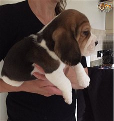 Beschikbare Beagle Pups ter adoptie Aanbiddelijk