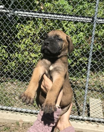 Beschikbare Bullmastiff-puppy's voor adoptie - nr. 1