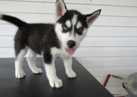 Beschikbare Siberische Husky-puppy's voor adoptie - nr. 1