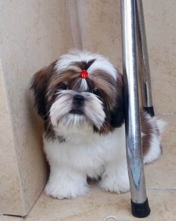 Beschikbare Shih Tzu-puppy's voor adoptie - nr. 1
