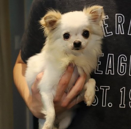 Beschikbare Chihuahua-puppy's ter adoptie - nr. 1