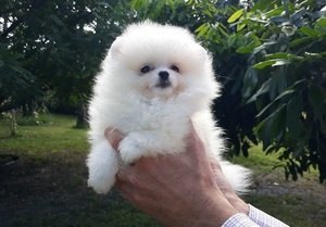 Prachtige Pommeren puppy op zoek naar nieuw huis - 1