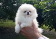 Prachtige Pommeren puppy op zoek naar nieuw huis - 1 - Thumbnail