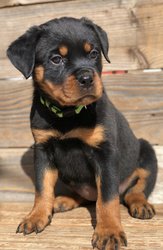 Rottweiler pups beschikbaar - 1