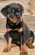 Rottweiler pups beschikbaar - 1 - Thumbnail