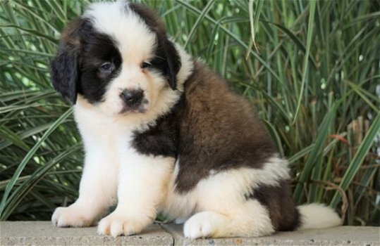 Beschikbare Saint Bernard-puppy's voor adoptie - 1