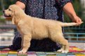Beschikbare Golden Retriever-puppy's voor adoptie - 1 - Thumbnail