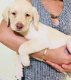 Beschikbare Labrador Retriever-puppy's voor adoptie - 1 - Thumbnail