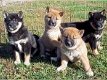 Schattig Shiba Inu pups beschikbaar - 1 - Thumbnail