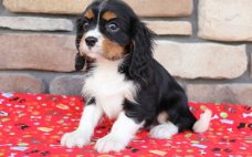 Beschikbare Cavalier King Charles Spaniel-pups voor adoptie