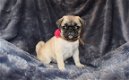 Beschikbare Pug Pups ter adoptie Aanbiddelijk - 1 - Thumbnail