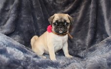 Beschikbare Pug Pups ter adoptie Aanbiddelijk