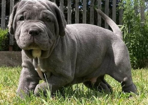 Beschikbare Napolitaanse Mastiff-pups voor adoptie - 1