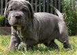 Beschikbare Napolitaanse Mastiff-pups voor adoptie - 1 - Thumbnail