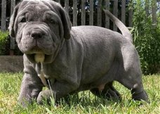 Beschikbare Napolitaanse Mastiff-pups voor adoptie