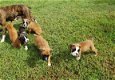 Beschikbare Boxer Pups voor adoptie - 1 - Thumbnail