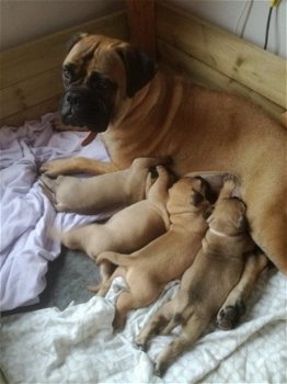 Beschikbare Bullmastiff-puppy's voor adoptie - 1