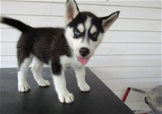 Beschikbare Siberische Husky-puppy's voor adoptie