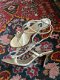 Goudkleurige schoenen van PIERRE CARDIN - 8 - Thumbnail