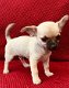 Mooie Chihuahua-puppy's - 1 - Thumbnail