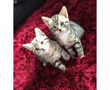 Zilveren Bengaalse kittens beschikbaar