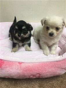 5 chihuahua puppies voor gratis adoptie