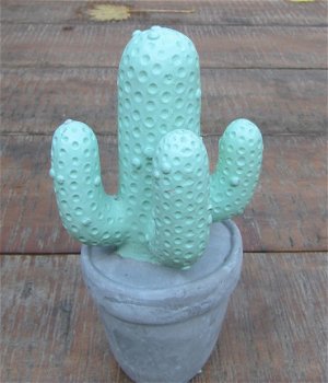 CACTUSSEN - BETON (3) - 1