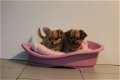 chihuahua pups - 1 - Thumbnail