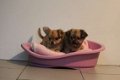 chihuahua pups - 3 - Thumbnail