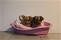 chihuahua pups - 5 - Thumbnail