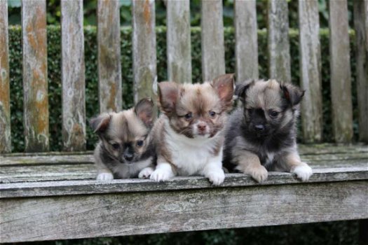 chihuahua pups - 2