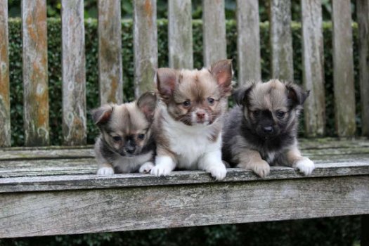 chihuahua pups - 4