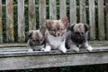 chihuahua pups - 4 - Thumbnail