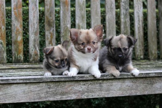 chihuahua pups - 6