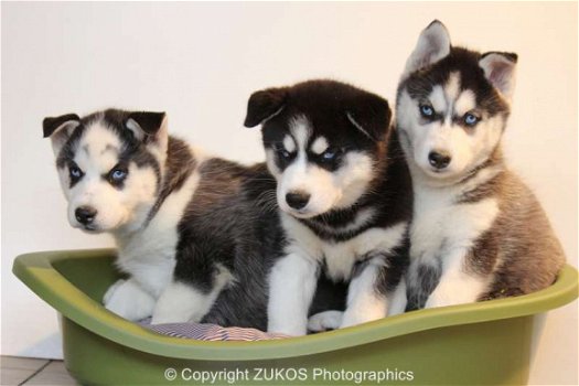 siberische husky pups - 1