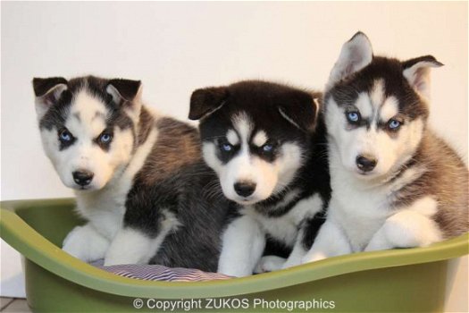 siberische husky pups - 2