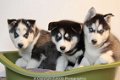 siberische husky pups - 2 - Thumbnail