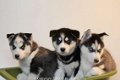 siberische husky pups - 4 - Thumbnail