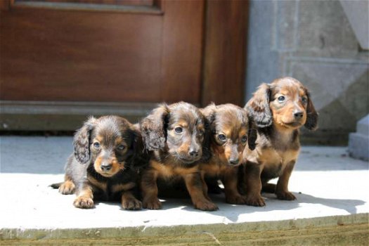 langharige teckel pups - 1