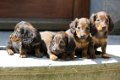 langharige teckel pups - 3 - Thumbnail