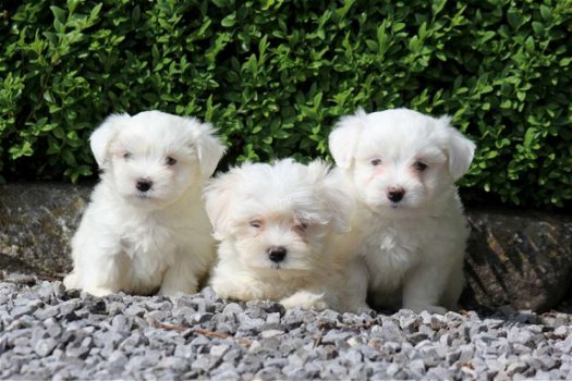 maltezer pups - 1