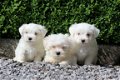 maltezer pups - 1 - Thumbnail