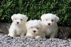 maltezer pups