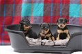 pinscher pups - 2 - Thumbnail