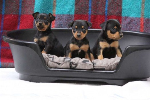 pinscher pups - 3