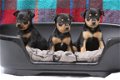 pinscher pups - 5 - Thumbnail