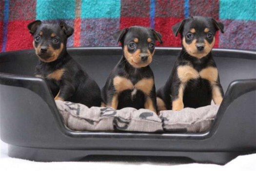 pinscher pups - 6