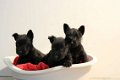 schotse terrier pups - 1 - Thumbnail